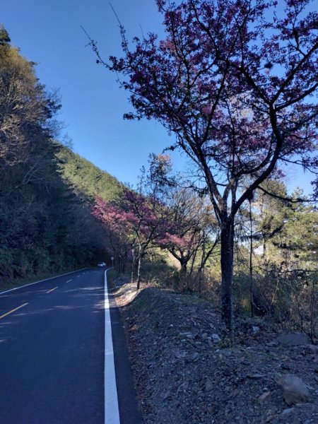 20240222特富野>>塔塔加   🧗塔特縱走⛰️2434734