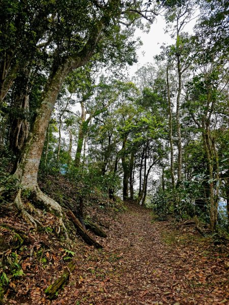 藤枝山-小百岳#68-高雄市桃源區2750329
