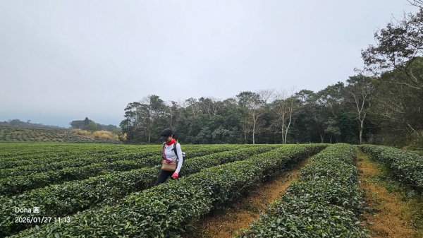 20260127三通嶺山.三義山(大桁茂山).慈濟山.大坪山大O走2989919