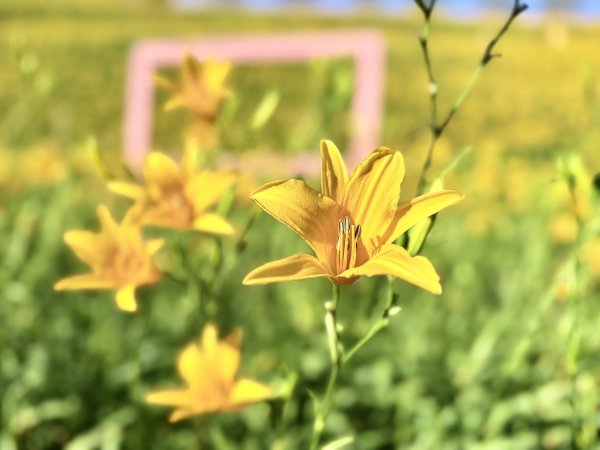 虎山巖賞金針花順撿基石    2025.5.142789459