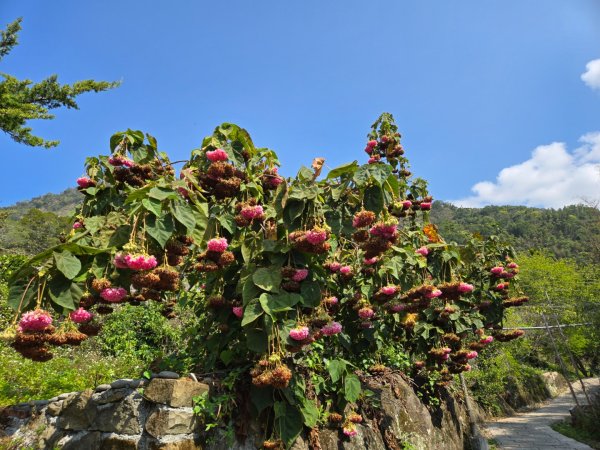 草嶺蓬萊瀑布2717791