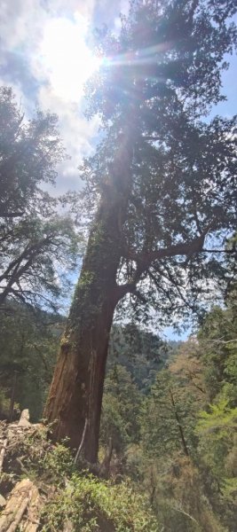 拉拉山國家森林遊樂區2752254