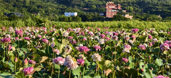 天龍國阿伯的日常-雲山水花鳥蝶 #日出 #牡丹蓮 #香水蓮 #手機拍攝 賞蝶趣 7/42826989