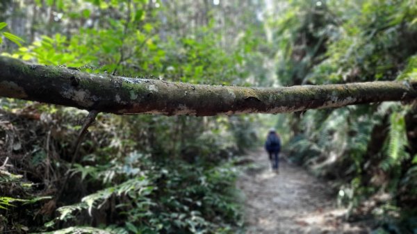 《新竹》幸福雲海｜鵝公髻山步道X山上人家202211051900114