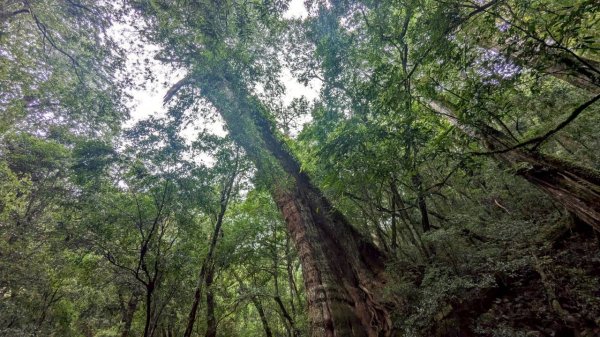 司馬庫斯巨木步道2861091