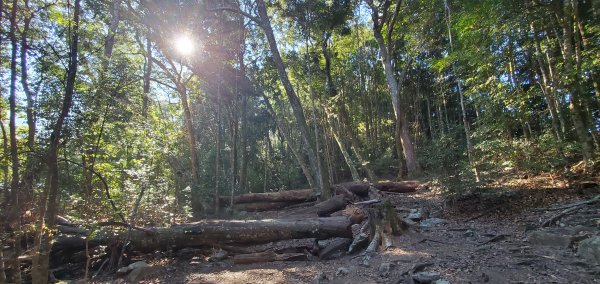 谷關七雄老大-八仙山谷關七雄主峰步道2361215