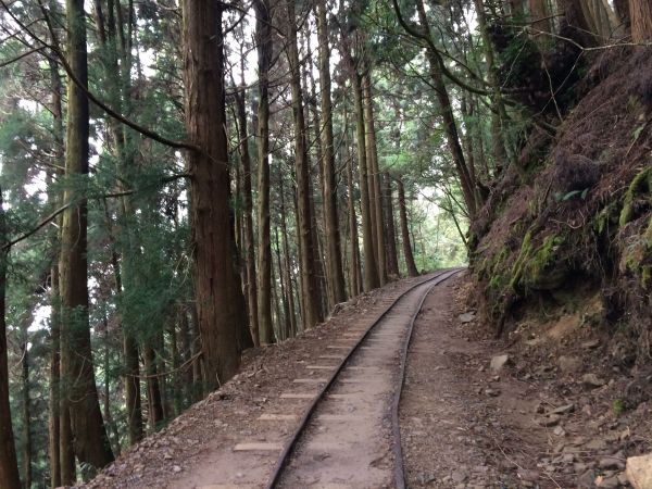 20180401-阿里山特富野古道301370