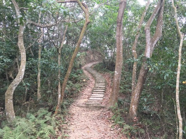 霧峰桐林山(701峰)登山照片858425