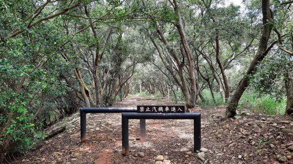 《台中》綠蔭夏蟬｜大肚環保公園登山步道O型202206261745187