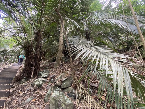 《雪山坑登山步道｜巨人之手森林秘境 Xueshankeng Hiking Trail & Giant2971071