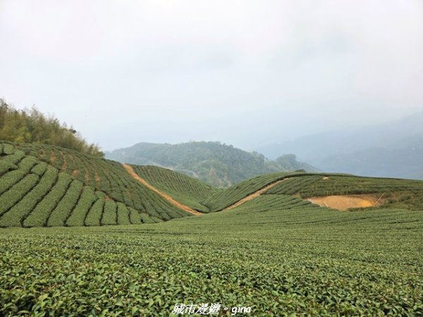 【嘉義梅山】雲嘉五連峰縱走3022307