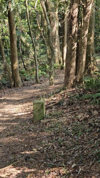 20251223芎林文林古道O走+雞寮坑山+芎林顯伯公野餐2975921