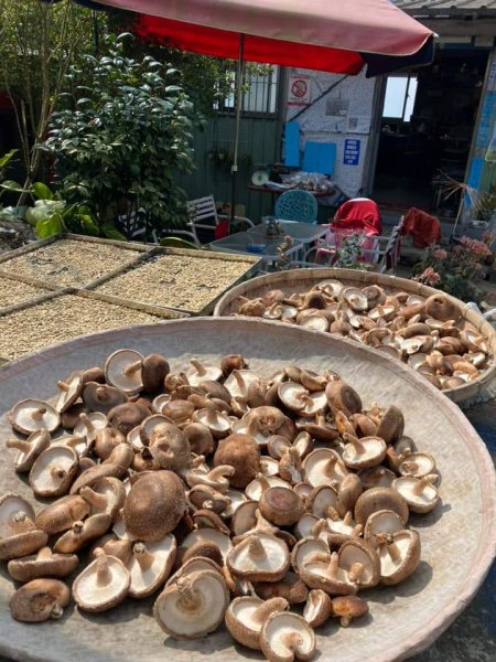 20240317十分速C團爬山趣2457021