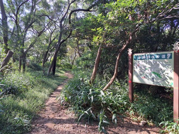 桃園羊稠森林，虎頭山，福山巖，石門山步道3128065