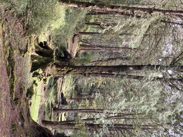 1131215大塔山步道2669079