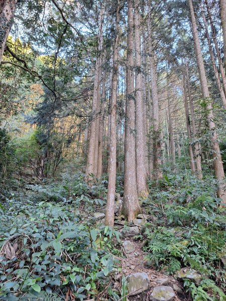 稍來神木+稍來山+稍來山南峰O型202412292678966