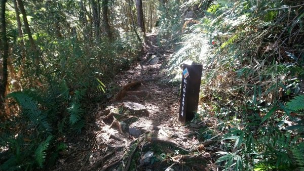 八仙山松鶴線689843