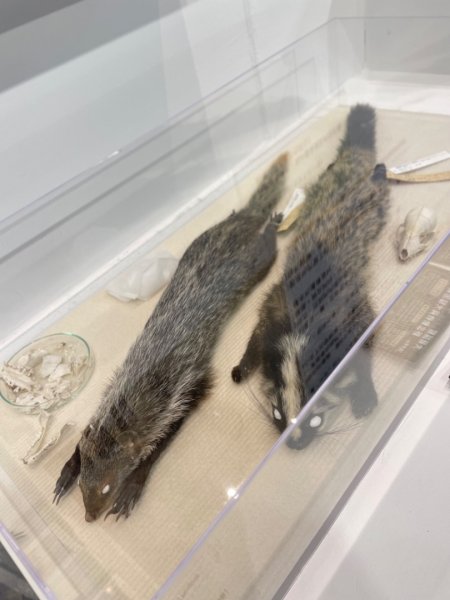 雨天備案💙 台灣博物館的古生代館-台大動植物館免費參觀-北投♨️季2807515