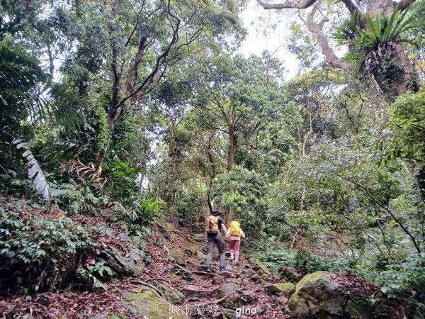 【苗栗大湖】山頂展望佳等到雲海。 馬那邦山登山步道2806791