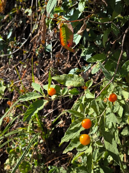 2025-12-21 武界山、獅凸魯山、橫屏山、橫屏山西峰2969752