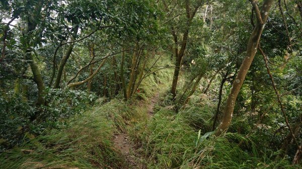 三峽(長壽山)→土城(天上山) 縱走1233062