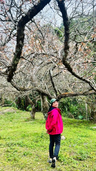🌈1/18(六)小百岳雙收~大橫屏山+九份二山順遊賞梅🌈FB：熊熊趴爬走 歡迎加入2692544