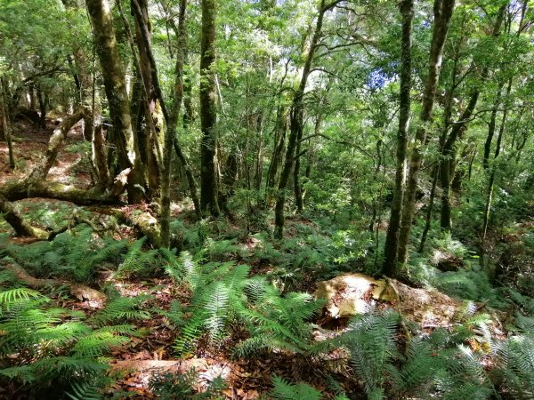 花蓮秀林~巨木森林。#86小百岳卡拉寶山1035548