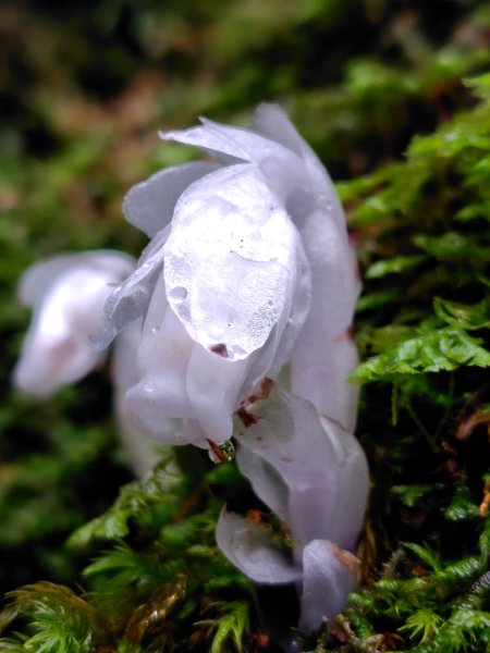 稍來小雪山國家步道、船型山、鞍馬山、鞍馬山東北峰、天池、雪山神木2799871