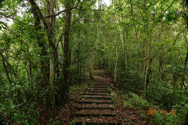 新北 坪林 大尾山(鬼子瀨尖山)1499523