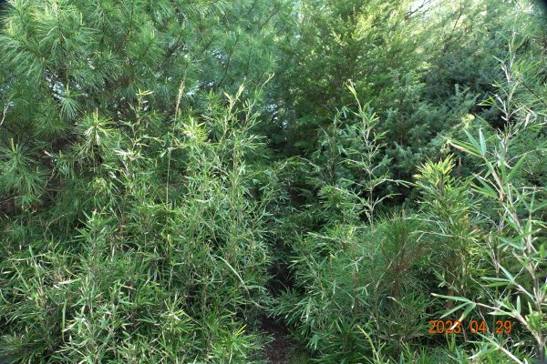 南投 仁愛 武法奈尾山2133791