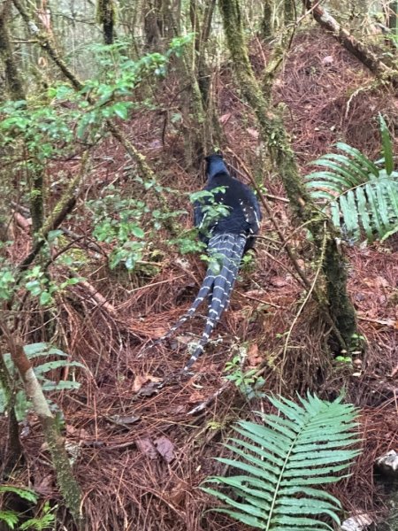 20250319～20嘉明湖國家步道🥶🥶🥶殘念😭2739782