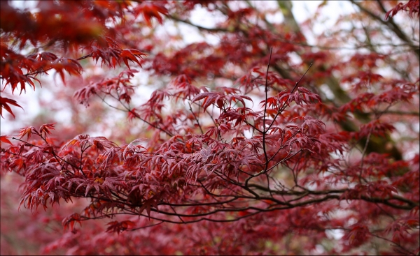 【新聞】太平山「紫葉槭」火紅楓葉登場