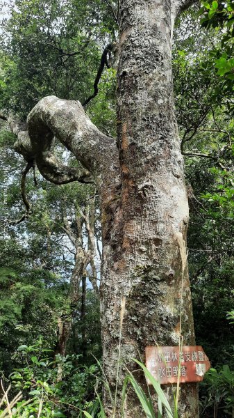 《新竹》斷崖神木｜北得拉曼步道小P繞202510172917514