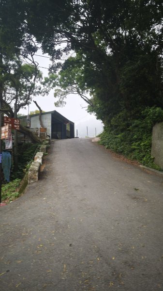 2025-0505 觀音山土路追桐花+牛港稜步道封面