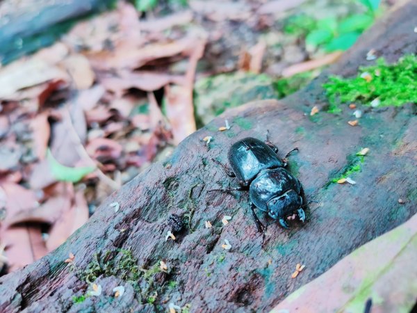 獅仔頭山隘勇線、獅仔頭三角點、串粽尖三角點、獅腰古道 O 型1736926