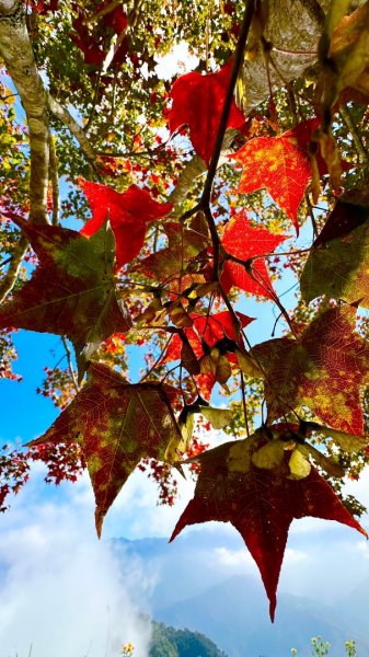 馬那邦山O走2370091