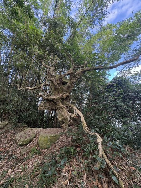 20251025南化龍湖寺至紫竹寺O繞(石松子山.大竹崙山.竹子尖山)2925092