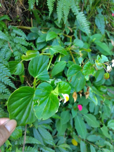 石盤坑 墘溪 橫屏山西峰 橫屏山2890685