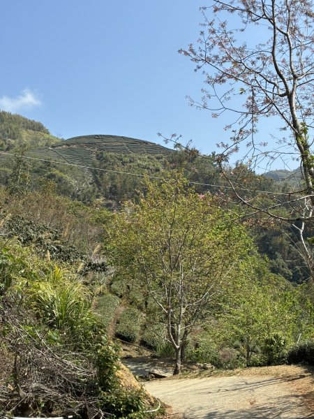 20260322[公車]石壁山&嘉南雲峰3019914