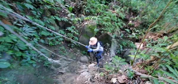 2023-11-25溪頭鳳凰山步道2360975