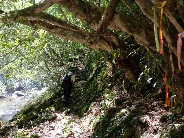 雙溪區北勢溪古道+畚箕湖古道+三層巷古道+北勢溪古道P字走2909471