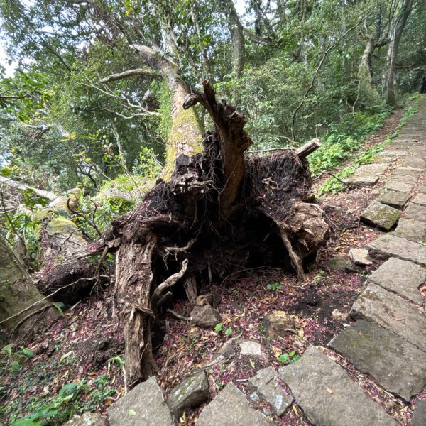 陽明山東西大縱走-西段3016184