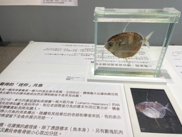 雨天備案💙 台灣博物館的古生代館-台大動植物館免費參觀-北投♨️季2807519