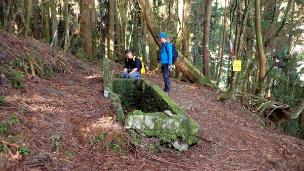 尋幽訪古遊走千年巨木和幻霧美森的樂山林道2882365