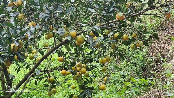 20251208雞寮坑山南稜線O走+鹿寮坑濕地賞景採果2969018