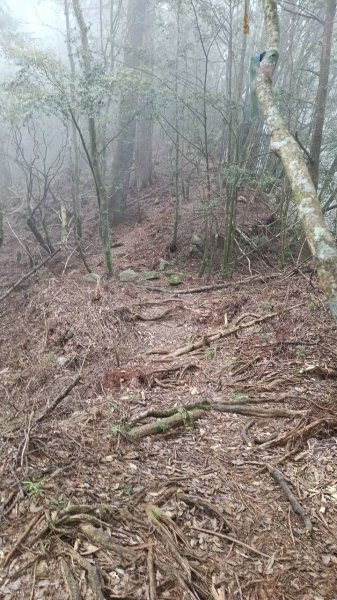 20251010 大雪山國家森林遊樂區 - 船型山林道 登 烏石坑山2911157