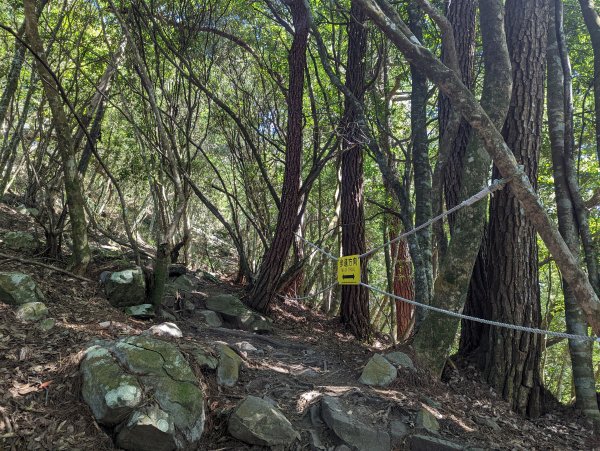 谷關七雄：有點硬陡的波津加山（捎來吊橋進、谷關吊橋出）1861424