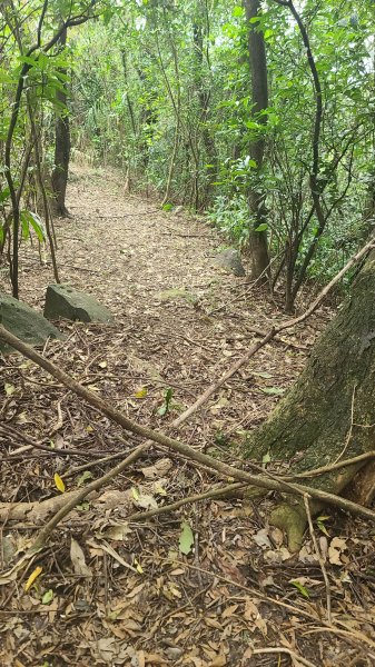 2025-01232淡蘭古道北二段(燦光寮古道到澳底)2696671