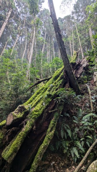 橫沙笛縱走 (木馬古道、橫嶺山、沙蓮山、笛吹山)2550358