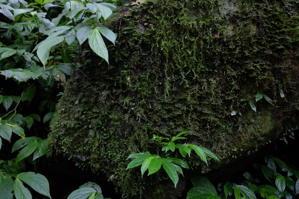 桃園復興區  東卡O縱2823846